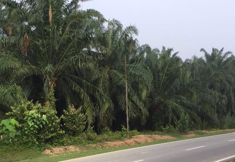 Kuala Pilah @ Negeri Sembilan 198 Acres Agricultural Land For Sale