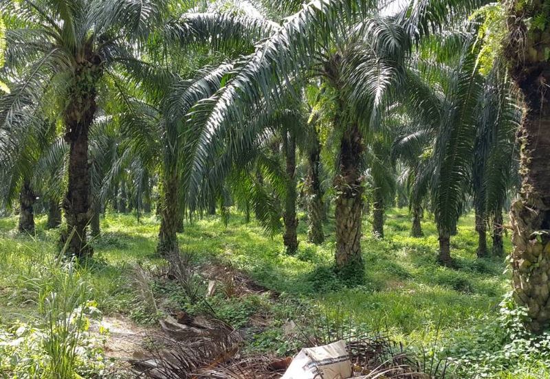 Kuala Pilah @ Negeri Sembilan 198 Acres Agricultural Land For Sale