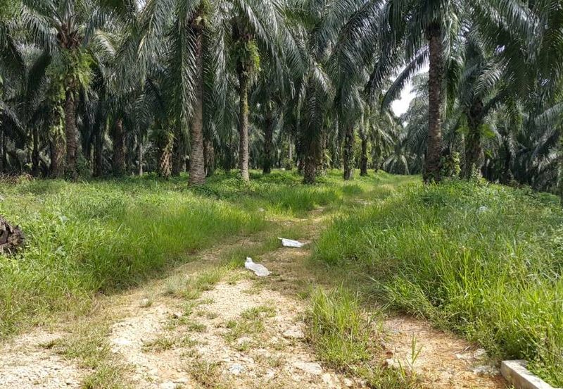 Kuala Pilah @ Negeri Sembilan 198 Acres Agricultural Land For Sale