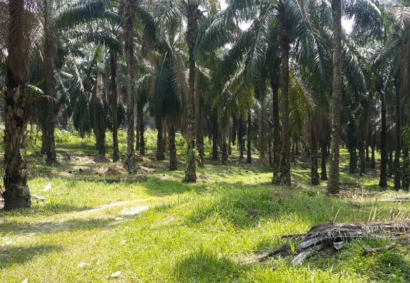 Kuala Pilah @ Negeri Sembilan 198 Acres Agricultural Land For Sale