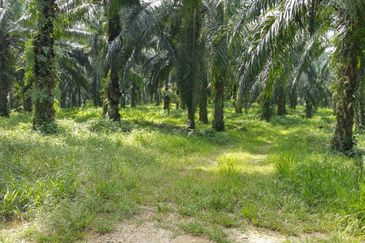 Kuala Pilah @ Negeri Sembilan 198 Acres Agricultural Land For Sale