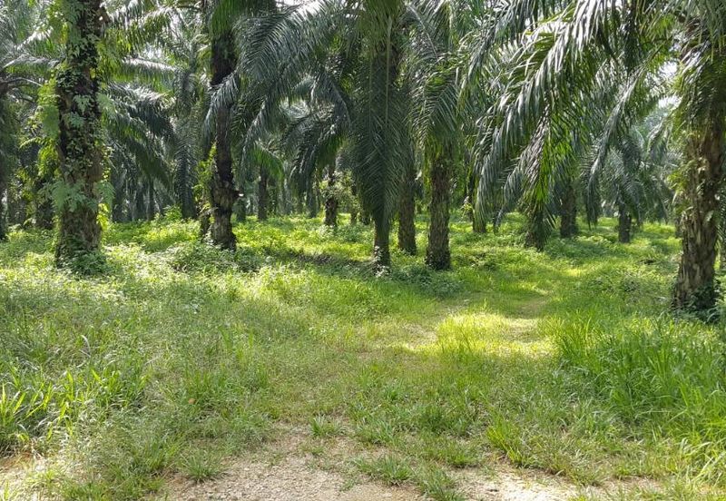Kuala Pilah @ Negeri Sembilan 198 Acres Agricultural Land For Sale