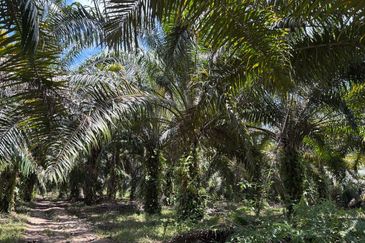 Tanah Pertanian Kelapa Sawit 6 Ekar Chenor