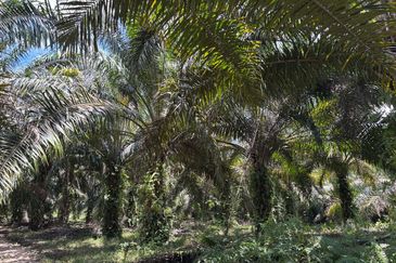 Tanah Pertanian Kelapa Sawit 6 Ekar Chenor