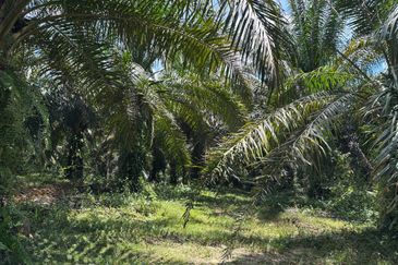 Tanah Pertanian Kelapa Sawit 6 Ekar Chenor