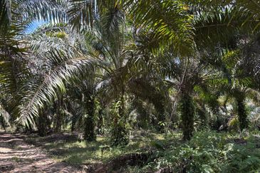 Tanah Pertanian Kelapa Sawit 6 Ekar Chenor