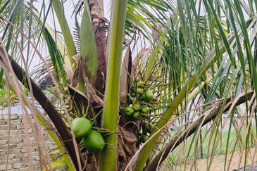 PERKAMPUNGAN CEMPAKA AMAN FASA 2