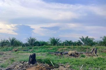   8.39 ekar tanah pertanian kg tebak kemaman