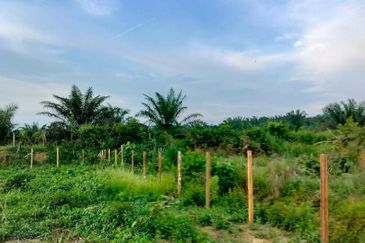   8.39 ekar tanah pertanian kg tebak kemaman