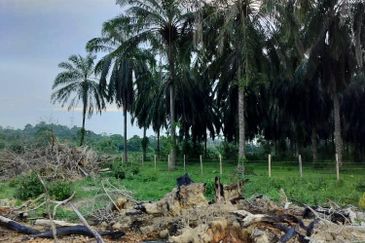   8.39 ekar tanah pertanian kg tebak kemaman