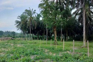   8.39 ekar tanah pertanian kg tebak kemaman