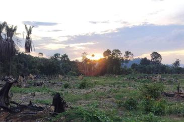   8.39 ekar tanah pertanian kg tebak kemaman