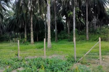   8.39 ekar tanah pertanian kg tebak kemaman