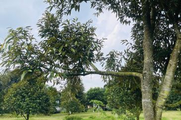 Taman Tasik Semenyih