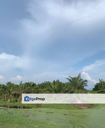 Simpang Ampat, Penang-Agricultural Land-For Sale, Penang, Simpang Ampat