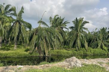 Kawasan Perniagaan Simpang Ampat