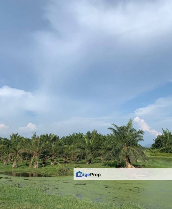 Simpang Ampat, Penang-Agriculture Land for Sale, Penang, Simpang Ampat