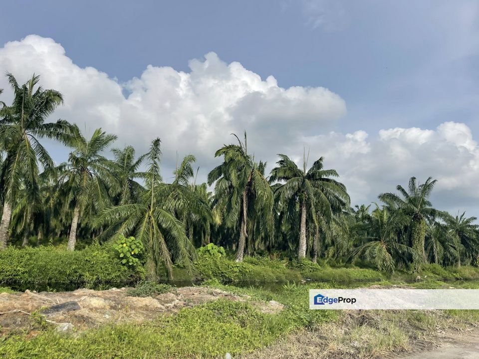 Simpang Ampat, Penang-Agriculture Land for Sale, Penang, Simpang Ampat