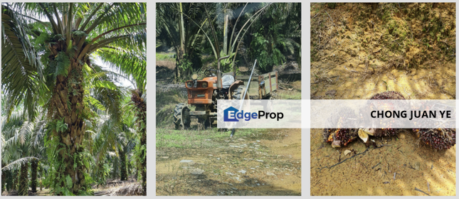 masai agricutural land 112 acres for sale, Johor, Kota Tinggi