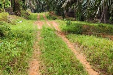 Oil Palm Plantation For Sale