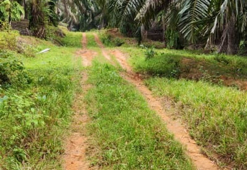 Oil Palm Plantation For Sale