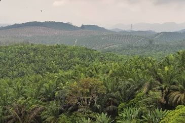 Oil Palm Plantation For Sale