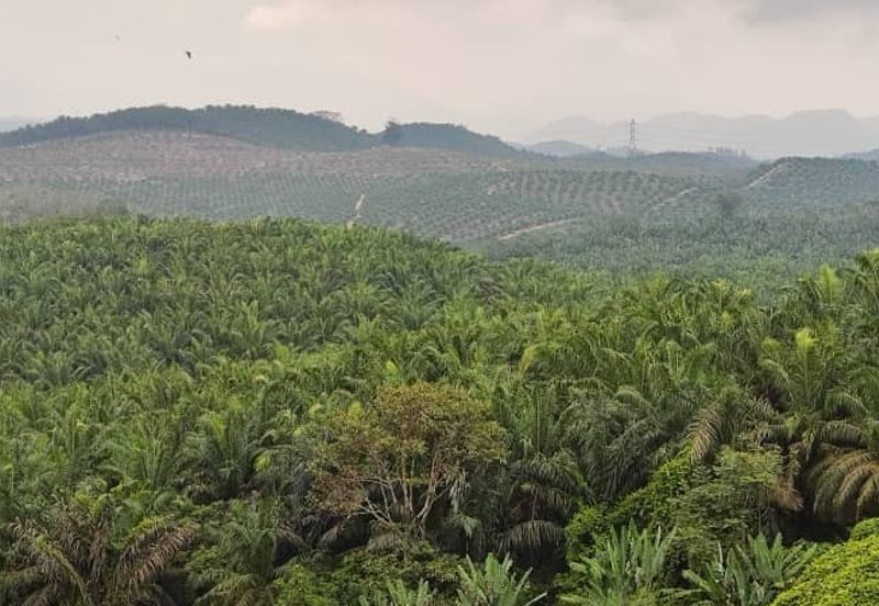 Oil Palm Plantation For Sale