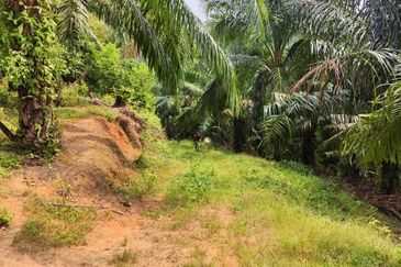 Oil Palm Plantation For Sale