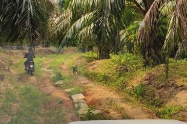 Oil Palm Plantation For Sale