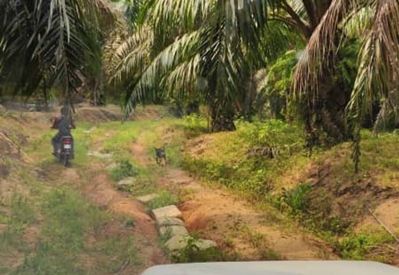 Oil Palm Plantation For Sale