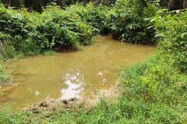 Oil Palm Plantation For Sale