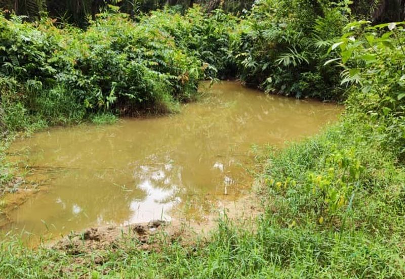 Oil Palm Plantation For Sale