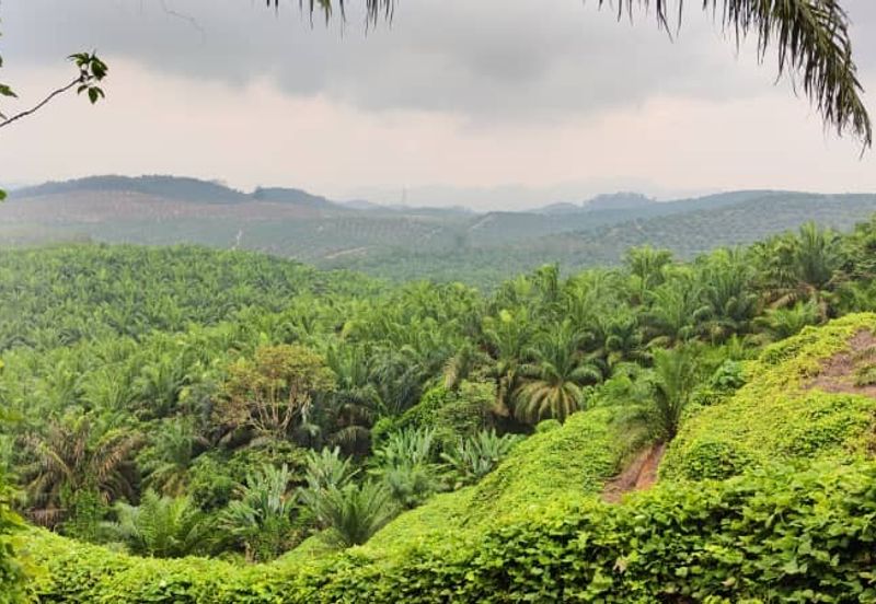 Oil Palm Plantation For Sale