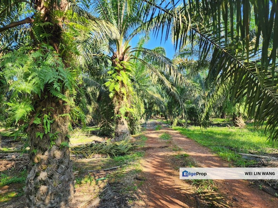 Yong Peng Agriculture Land 6 Acres Oil Palm Land For Sale, Johor, Yong Peng