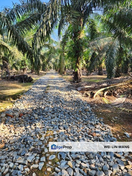 Yong Peng Agriculture Land 6 Acres Oil Palm Land For Sale, Johor, Yong Peng