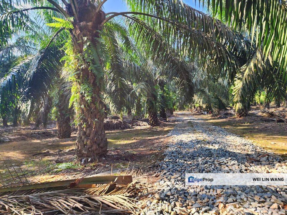 Yong Peng Agriculture Land 6 Acres Oil Palm Land For Sale, Johor, Yong Peng
