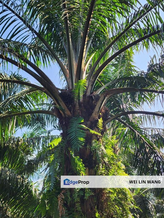 Yong Peng Agriculture Land 6 Acres Oil Palm Land For Sale, Johor, Yong Peng
