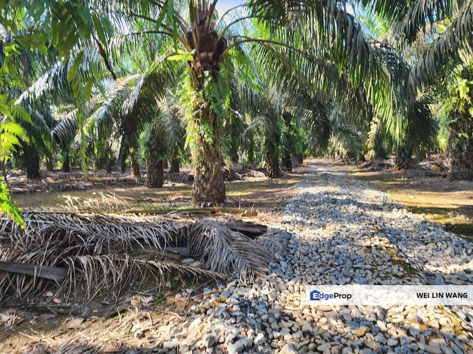 Yong Peng Agriculture Land 6 Acres Oil Palm Land For Sale, Johor, Yong Peng