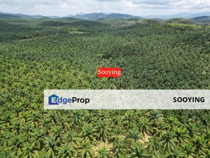 60.64 Acres Agriculture Land Oil Palm Tree Bukit Selambau Sungai Petani Kedah For Sale, Kedah, Sungai Petani