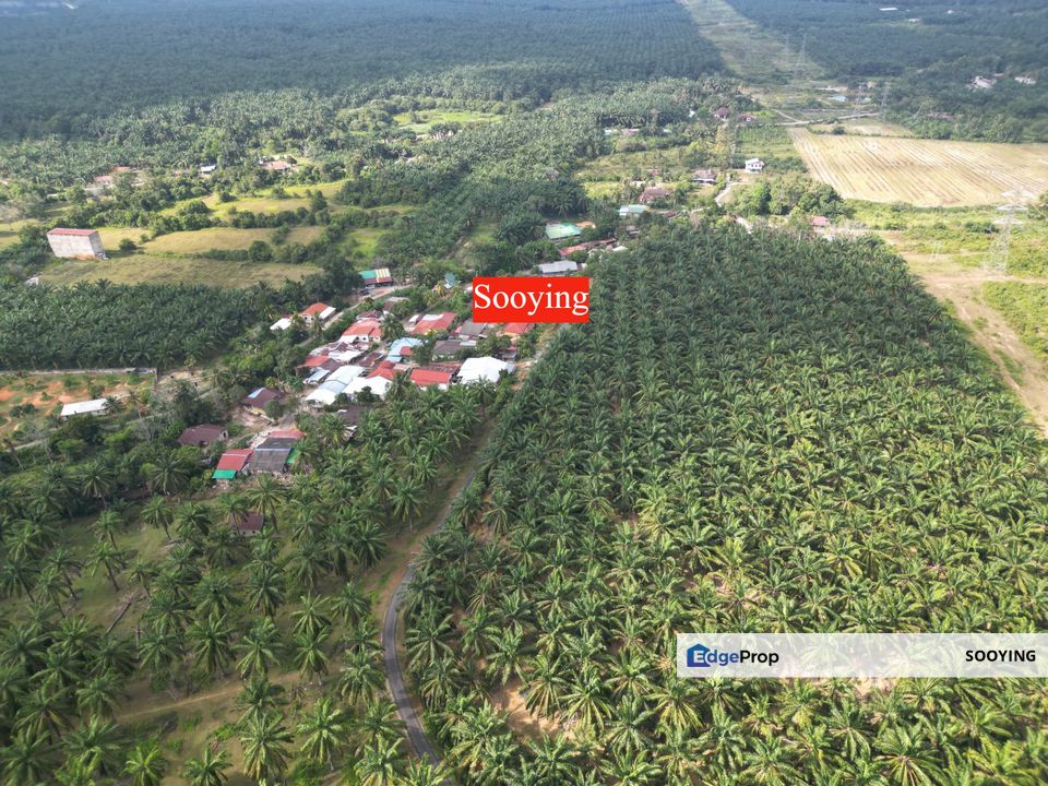 36.27 Acres Agriculture Land Oil Palm Tree Padang Meha Sungai Karangan Kulim Kedah For Sale, Kedah, Karangan