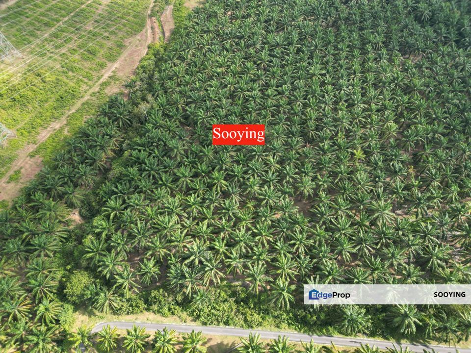 36.27 Acres Agriculture Land Oil Palm Tree Padang Meha Sungai Karangan Kulim Kedah For Sale, Kedah, Karangan