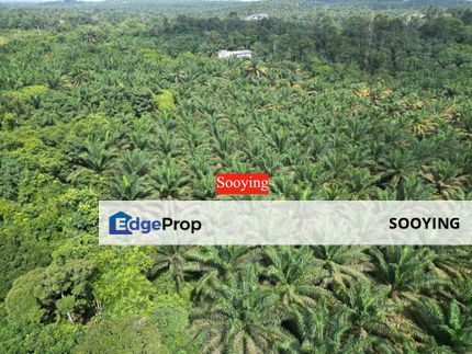 Agriculture Land Oil Palm Tree Junjong Kulim Kedah For Sale , Kedah, Kulim