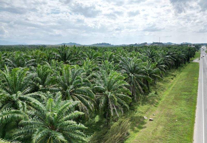 Pokok Sena Beside Road Agricultural Land For Sale 