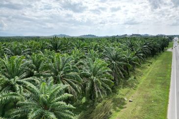 Pokok Sena Beside Road Agricultural Land For Sale 