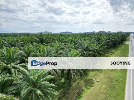 Pokok Sena Beside Road Agricultural Land For Sale , Kedah, Pokok Sena