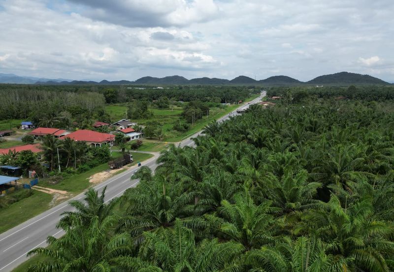 Pokok Sena Beside Road Agricultural Land For Sale 