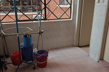 Evergreen Park Scot Pine