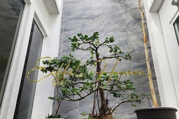 Medan Bayu 2.5 Storey Ariza by the Sea Courtyard Terrace