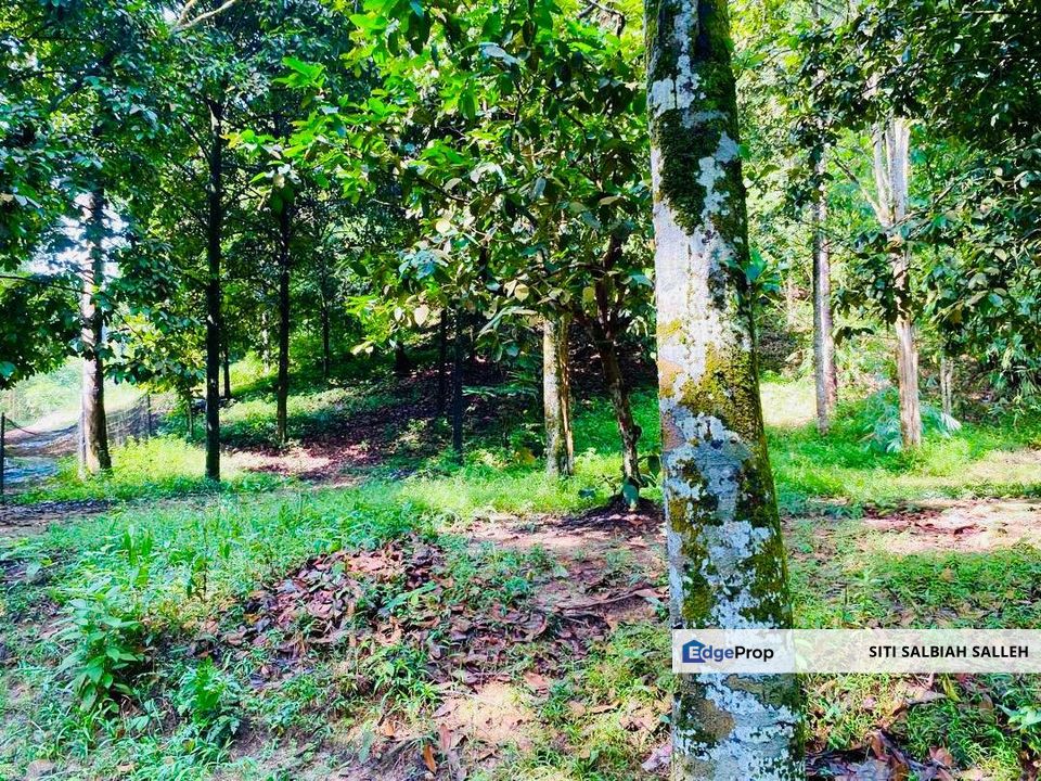 Agriculture Land Taman Rimba Bukit Lagong, Selayang, Selangor, Selayang