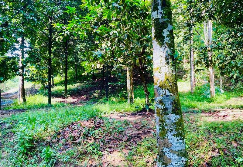 Agriculture Land Taman Rimba Bukit Lagong, Selayang